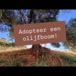 Adopteer een Olijfboom